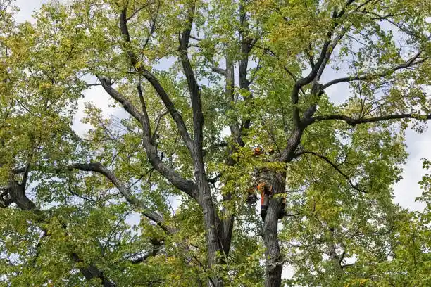Reliable Tree Services for Every Property