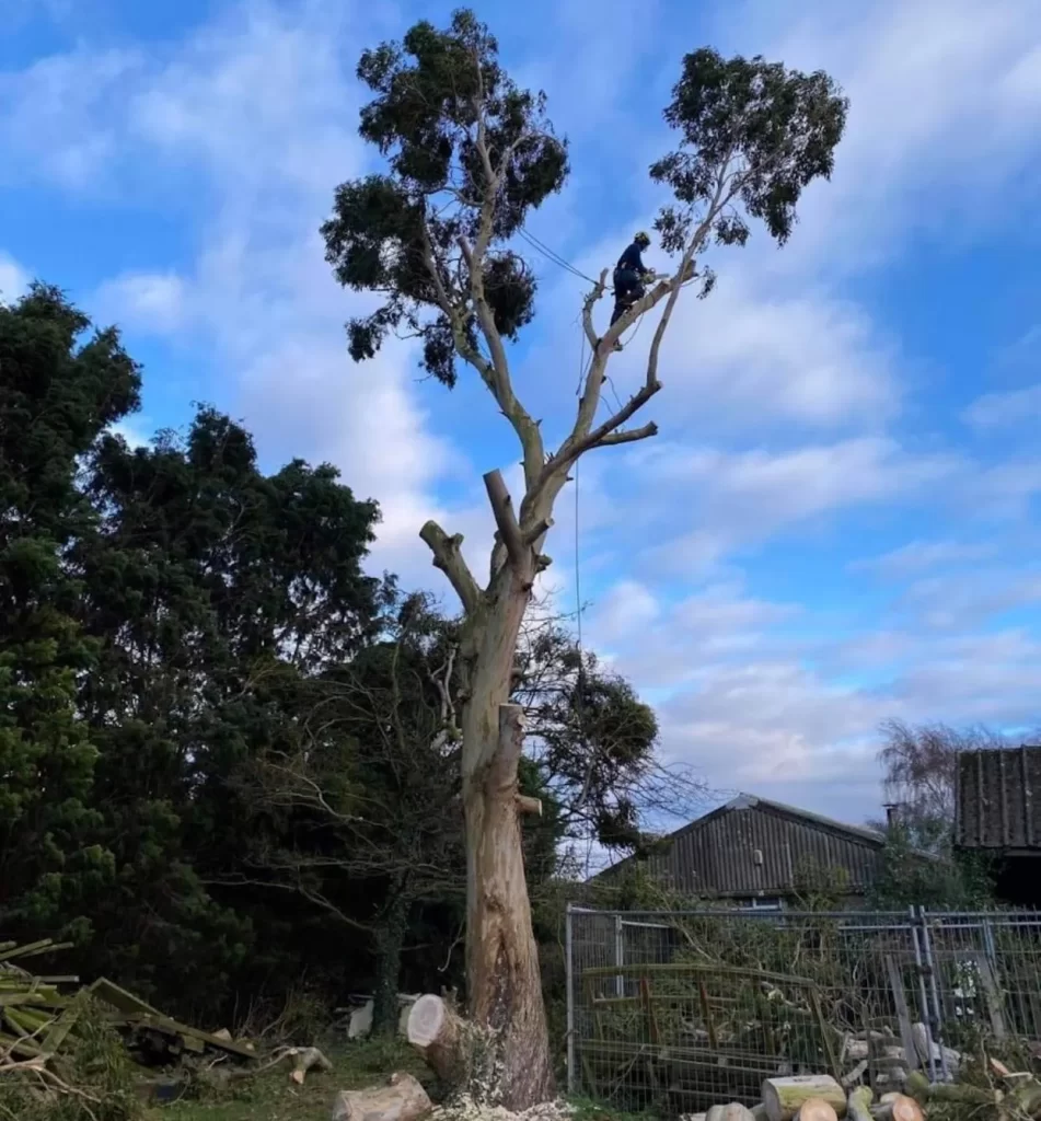 The Benefits of Regular Tree Maintenance e1773396370579