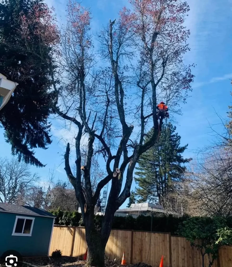 Tree Surgery Galway