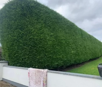 Hedge Trimming Services Garden Maintenance Clare