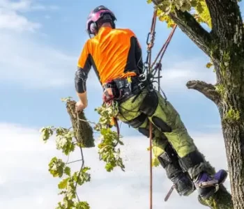Tree Care Services Garden Maintenance Clare