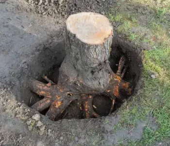 Tree Stump Removal Garden Maintenance Clare